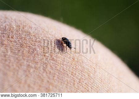 A Small Black Insect Sits On A Hand Close-up. Insect In The Palm Of Your Hand. Close-up