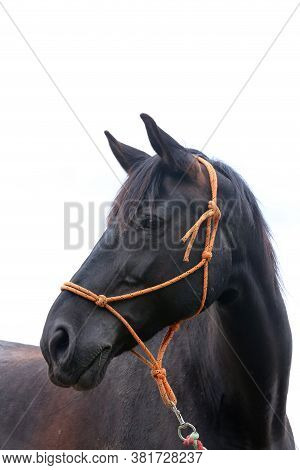 Black Stallion Head Isolated On White Background. Headshot Close Up Of A Young Thoroughbred Horse. S