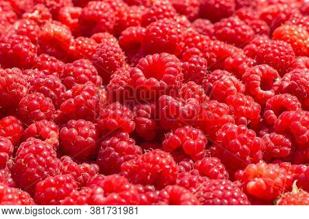 Detail Of Fresh And Sweet Raspberries.berries.raspberry Fruit Background. Beautiful Selection Of Fre