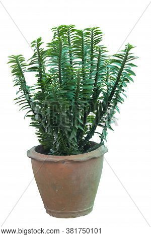Muchlenbeckia Platyclada Meissn In Brown Pot Is The Herb Of Thailand Isolated On White Background Wi