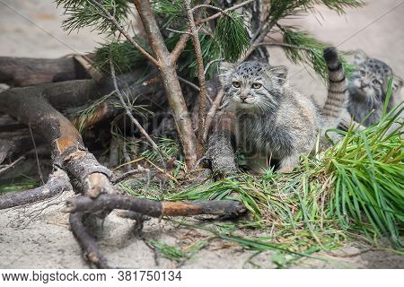 Pallas's Cat (otocolobus Manul). Manul Is Living In The Grasslands And Montane Steppes Of Central As