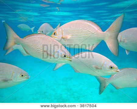 チャンカナブの魚
