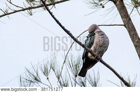 Green Imperial Pigeon (ducula Aenea) Perched On A Branch In Nature Habitats
