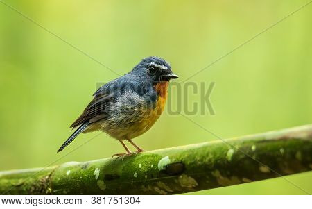Nature Wildlife Bird Species Of Snowy Browed Flycatcher Perch On Branch Which Is Found In Borneo, Sa