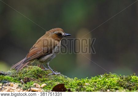 Nature Wildlife Bird Species Of Snowy Browed Flycatcher Perch On Branch Which Is Found In Borneo, Sa