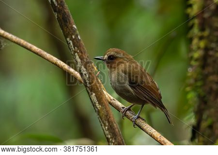 Nature Wildlife Bird Species Of Snowy Browed Flycatcher Perch On Branch Which Is Found In Borneo, Sa
