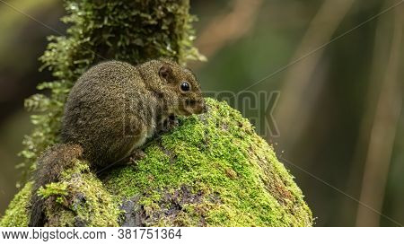 Nature wildlife bird species of Snowy browed flycatcher perch on branch which is found in Borneo, Sa