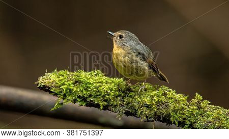 Nature Wildlife Bird Species Of Snowy Browed Flycatcher Perch On Branch Which Is Found In Borneo, Sa