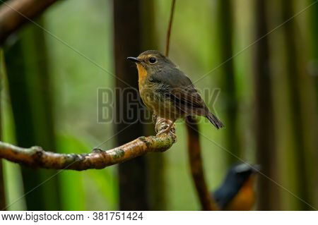 Nature Wildlife Bird Species Of Snowy Browed Flycatcher Perch On Branch Which Is Found In Borneo, Sa