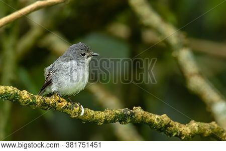 Nature Wildlife Bird Species Of Little Pied Flycatcher On Perch Found In Borneo, Sabah,malaysia.