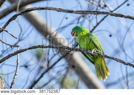 Nature Wildlife Bird Of The Blue-naped Parrot Also The Blue-crowned Green Parrot In Nature Habits
