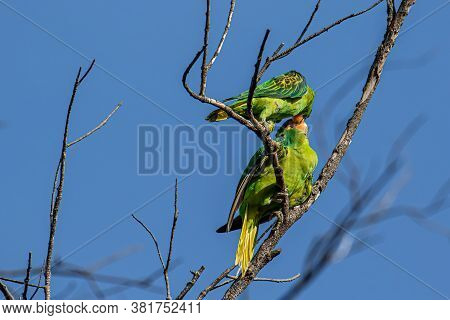 Nature Wildlife Bird Of The Blue-naped Parrot Also The Blue-crowned Green Parrot In Nature Habits