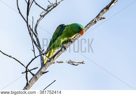 Nature Wildlife Bird Of The Blue-naped Parrot Also The Blue-crowned Green Parrot In Nature Habits