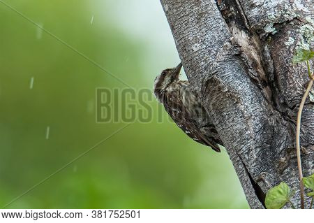 Brown-capped Woodpecker Bird On A Tree