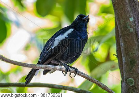 Nature Wildlifd Bird Of Orintal Magpie-robin On Perch