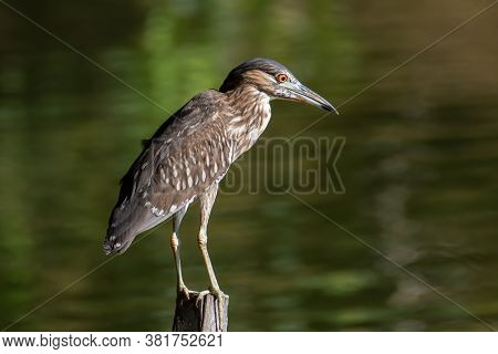 Nature Wildlife Bird Of Rufous Night Heron (immature) In Nature Wetland At Sabah, Borneo