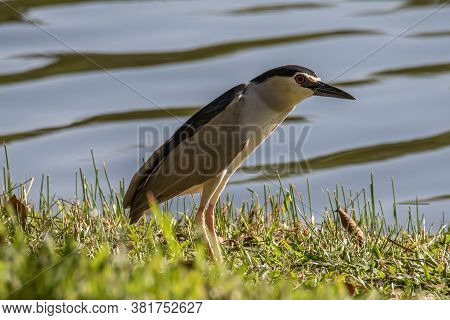 Black-crowned Night Heron Bird In Real Nature In Sabah, Borneo