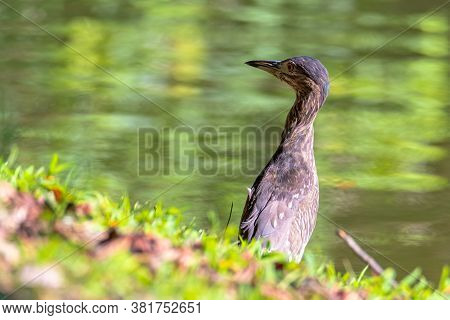 Nature Wildlife Bird Of Rufous Night Heron (immature) In Nature Wetland At Sabah, Borneo