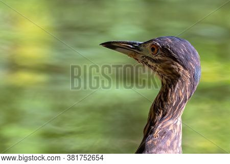 Nature Wildlife Bird Of Rufous Night Heron (immature) In Nature Wetland At Sabah, Borneo