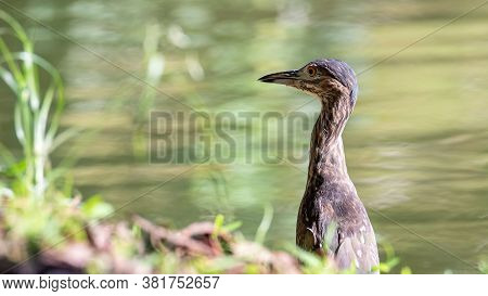 Nature Wildlife Bird Of Rufous Night Heron (immature) In Nature Wetland At Sabah, Borneo