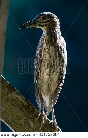 Nature Wildlife Bird Of Rufous Night Heron (immature) In Nature Wetland At Sabah, Borneo
