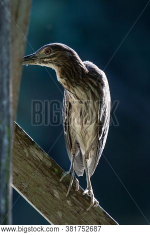 Nature Wildlife Bird Of Rufous Night Heron (immature) In Nature Wetland At Sabah, Borneo