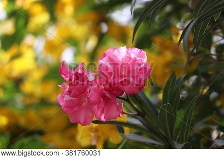 The Pink Impatiens Balsamina Flower On The Branch Of Tree. The Common Names Of This Flower Are Garde