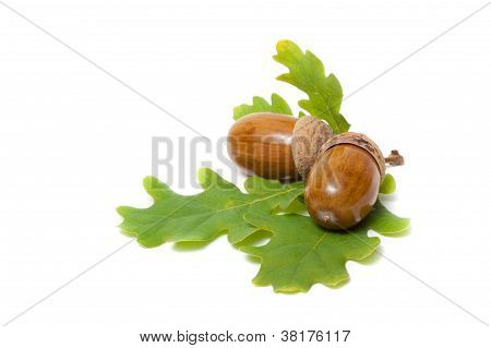 žalud