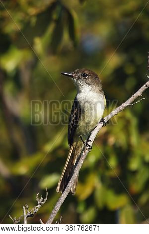 La Sagra Flycatcher (myiarchus Sagra) Sitting On The Branch. Cuban Songbird On A Branch On The Islet