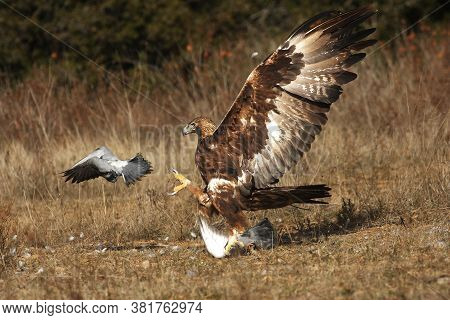 The Golden Eagle (aquila Chrysaetos) Hunting Pigeons. A Large Eagle Attacks A Pigeon. Hunting A Larg
