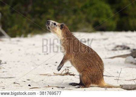 Cuban Hutia (capromys Pilorides) On The Beach.