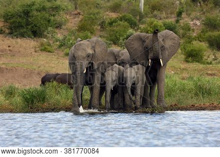 The African Bush Elephant (loxodonta Africana) Family At The Waterhole, A Leading Elephant With A Ra