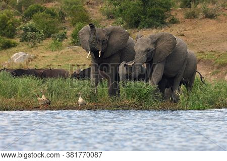 The African Bush Elephant (loxodonta Africana) Family Of Elephants Come To The Waterhole, Buffaloes 