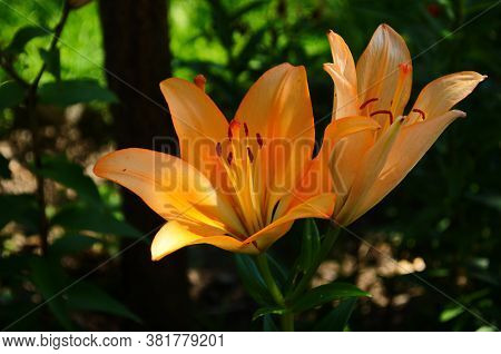 Brightly Orange Lily Flowers. Beautiful Flowers With Orange Petals.
