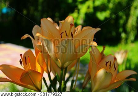 Brightly Orange Lily Flowers. Beautiful Flowers With Orange Petals.