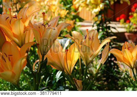 Brightly Orange Lily Flowers. Beautiful Flowers With Orange Petals.