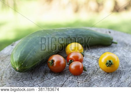 Seasonal Fresh Veggetables Collection From Home Garden