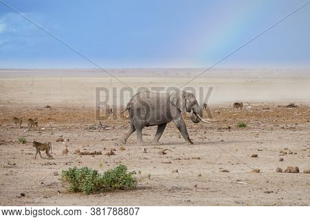 Landscape View Of Elephant Grazing And Monkeys In The Wilderness Rainbow Kenia