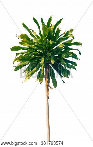 Cape Of Good Hope, Dracaena Plant (dracaena Fragrans), Tropical Dracaena Plant Isolated On The White