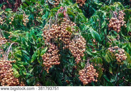 Bunch Of Longan Fruit Hanging On Tree With Leaves Background. Cluster Of Fresh Longan Fruit With Gre
