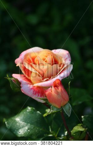 Rose ('air Brush') In The Morning Garden. August 2020