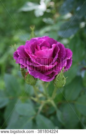 Rose ('mystery') In The Morning Garden. August 2020