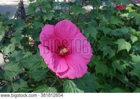 Close Shot Of Crimson Flower Of Hibiscus Moscheutos In August