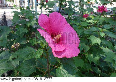 Close View Of Crimson Flower Of Hibiscus Moscheutos In August
