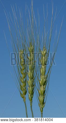 Green Wheat Field On A Sunny Day