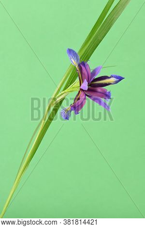 Purple Flower Of Iris Graminea Isolated On Green Background. High Resolution Photo. Full Depth Of Fi