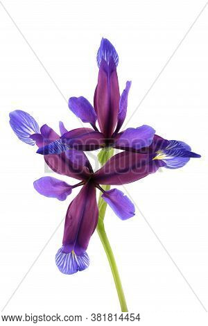Purple Flower Of Iris Graminea Isolated On White Background. High Resolution Photo. Full Depth Of Fi