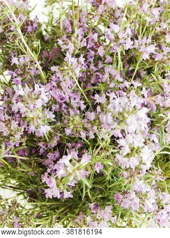 Wild Oregano On White