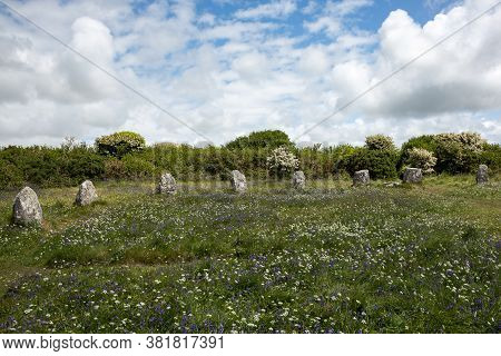 Wildflowers At Prehistoric Stone Circle Called The Boscawen-un On Penwith Peninsula, Cornwall Uk