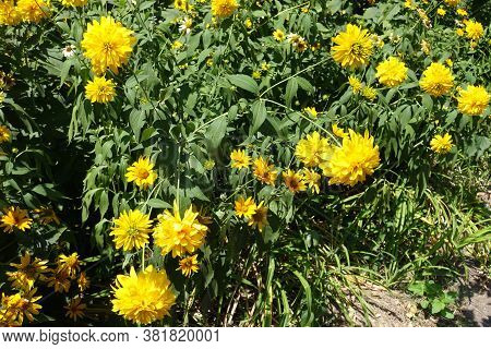Multiple Yellow Flowers Of Rudbeckia Laciniata Goldquelle In July